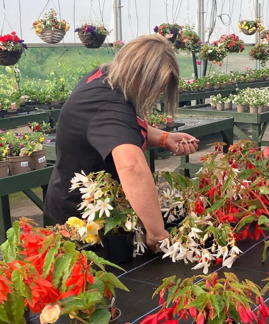 A member of the Kings Hill team working with begonias in the greenhouse